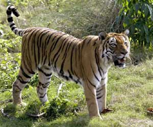 Nanda Devi National Park, Uttarakhand