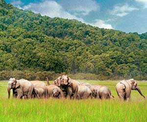 Rajaji National Park, Uttarakhand