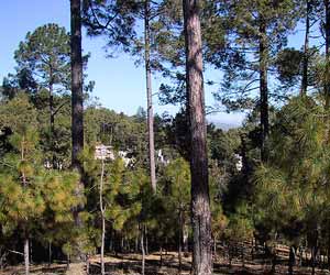 Hill Station, Ranikhet