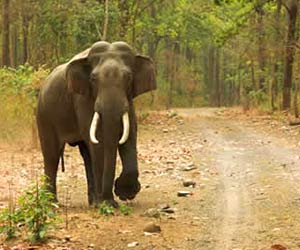 Uttarakhand Wildlife