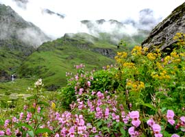 Valley of Flower, Uttarakhand 