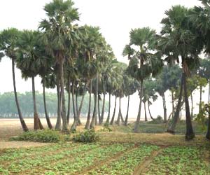 Birbhum Weather