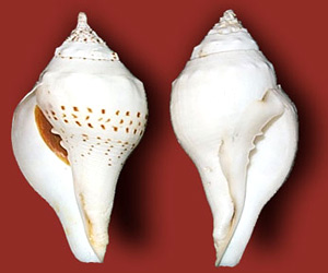 Conch Shell Crafts