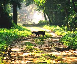 Chilapata Forest