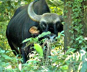 Gorumara National Park