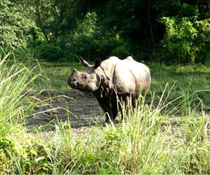 Gorumara National Park