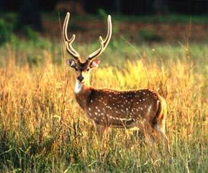 Sunderban National Park