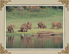 Kawal Wildlife Sanctuary Andhra Pradesh