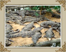 Indira Gandhi Zoological Park VIsakhapatnam