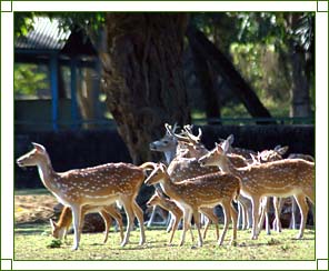 Assam State Zoo And Botanical Garden