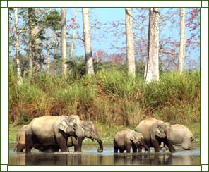 Assam Wildlife Sanctuaries