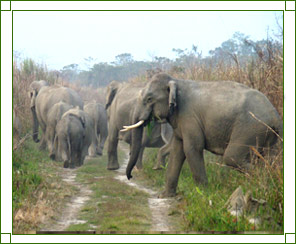 Manas National Park