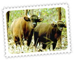 Dajipur Bison Sanctuary, Maharashtra