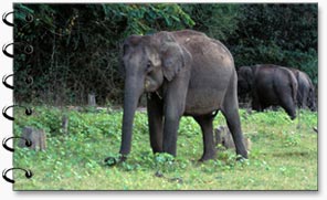 Indian Elephant, Nagarhole