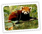 Red Panda, Himalayan Zoological Park