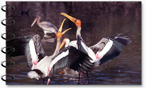 Waterbirds, Bharatpur