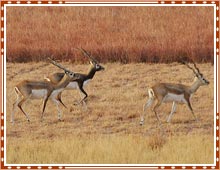 Black Buck National Park Gujarat