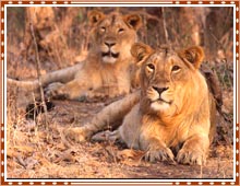 Gir Wildlife Sanctuary Gujarat