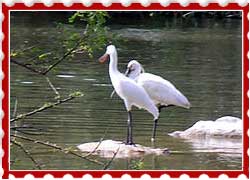 Ranganathittu Bird Sanctuary Mysore Karnataka