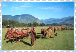 Kishtwar Travel in Ladakh