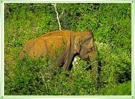 Chinnar Wildlife Sanctuary Idukki Kerala