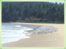 Ezhimala Beach Kannur