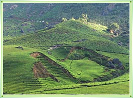 Devikulam Hill Munnar