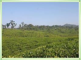 Nelliyampathy Mountain Palakkad