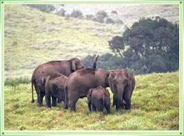 Kerala Wildlife