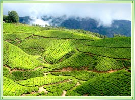 Munnar Tea Hills