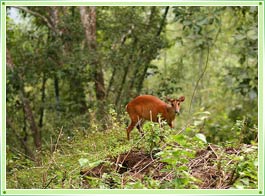 Peechi Vazhani Wildlife Sanctuary Thrissur