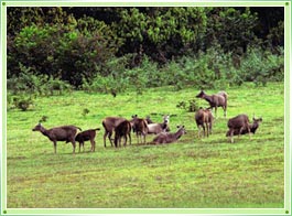 Periyar Wildlife Sanctuary Thekkady
