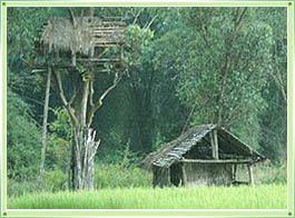 Tree Houses in Kerala