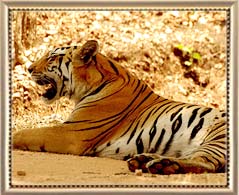 Melghat Tiger Reserve Amravati