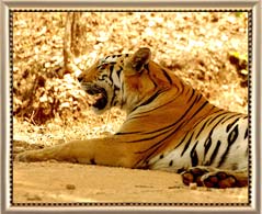 Nagzira Wildlife Sanctuary