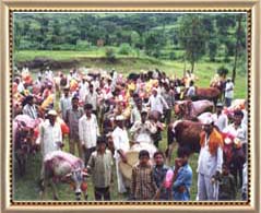 Pola Festival