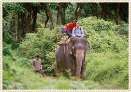 Jungle Safari in Nepal