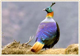 National Bird of Nepal