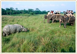 Nepal Wildlife