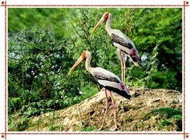 Bharatpur Bird Sanctuary, Rajasthan