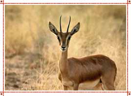 Bharatpur National Park in Rajasthan