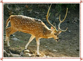 Deer at Sariska National Park Alwar, Rajasthan
