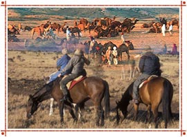 Horse Safari in Rajasthan