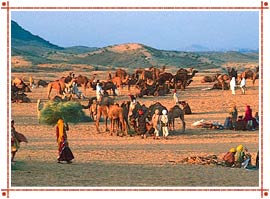 Thar Desert Rajasthan