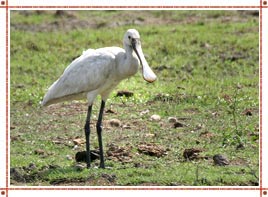 Things To Do In Bharatpur
