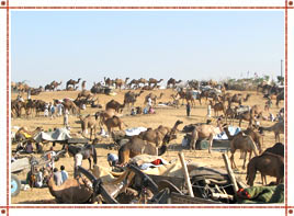 Things To Do In Pushkar