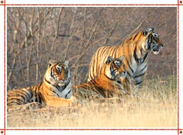 Things to Do in Ranthambore