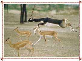 Wildlife in Rajasthan