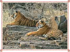 Wildlife in Rajasthan
