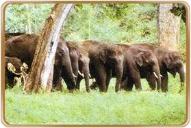 Anamalai Wildlife Sanctuary Coimbatore